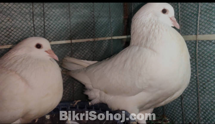 White king master pair